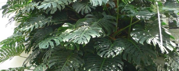 Timeline photo of the Monstera, dated Feb 19, 2026 (demo data).